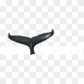Real Whale Tail Png, Transparent Png - whale tail png