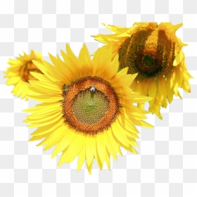 Stock.xchng, HD Png Download - sunflower emoji png
