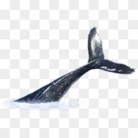 Transparent Whale Tail Png, Png Download - whale tail png