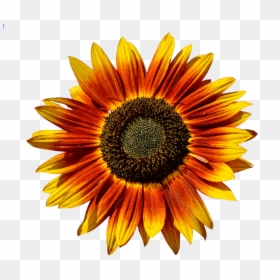 Bunga Matahari Png, Transparent Png - sunflower emoji png
