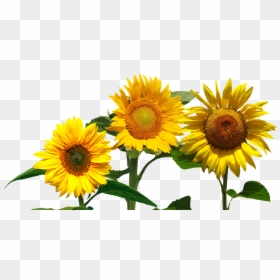 Convite De Aniversario Girassol Online, HD Png Download - sunflower emoji png