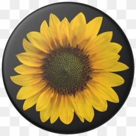 Sunflower Phone Wallpaper Blur, HD Png Download - sunflower emoji png