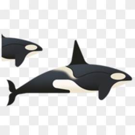 Killer Whale, HD Png Download - whale tail png