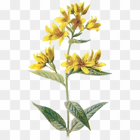 Wild Yellow Flower Transparent, HD Png Download - paint png tumblr