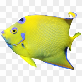 Portable Network Graphics, HD Png Download - fish drawing png