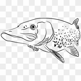 Черно Белые Картинки Щука, HD Png Download - fish drawing png