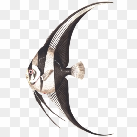 Exutic Fish, HD Png Download - fish drawing png