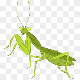 Praying Mantis Clipart - Mantidae, HD Png Download - praying mantis png