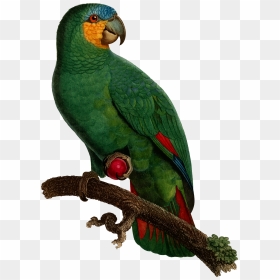 Parrot Clipart Perico - Parrots, HD Png Download - parrot clipart png