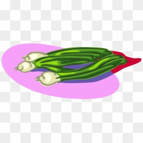 Vector Illustration Of Scallion Onion Shallot Vegetable - Illustration, HD Png Download - onion vector png