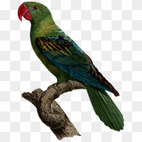 Macaw,parrot,lorikeet - Great Billed Parrot, HD Png Download - parrot clipart png