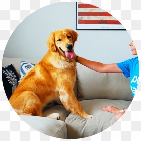 Sitting Thumbnail Round - Golden Retriever, HD Png Download - golden round png