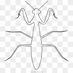 Praying Mantis Coloring Page - Grasshopper, HD Png Download - praying mantis png