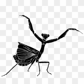 Illustration, HD Png Download - praying mantis png