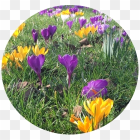 Spring Crocus, HD Png Download - spring forward png