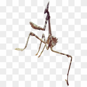 #bug#praying Mantis - Mantidae, HD Png Download - praying mantis png