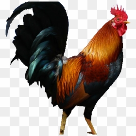 Cock Png, Transparent Png - csgo chicken png