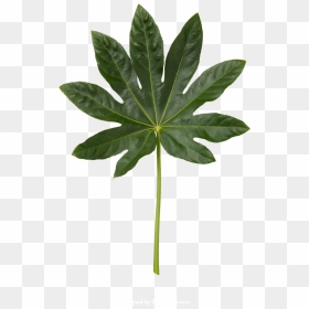 Silver Maple, HD Png Download - planting png