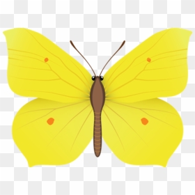 Desenhos De Borboletas Amarelas, HD Png Download - borboletas png