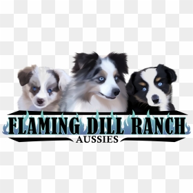 Flaming Dill Ranch Aussies, HD Png Download - fdr png