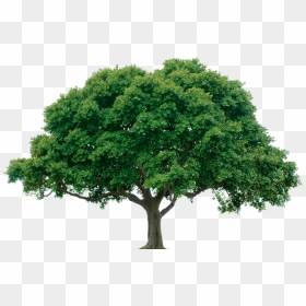 Big Tree Transparent Background, HD Png Download - img_tree.png