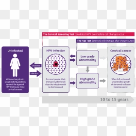 Progression Of Hpv To Cervical Cancer - Cervical Cancer Hpv Infection, HD Png Download - restroom sign png