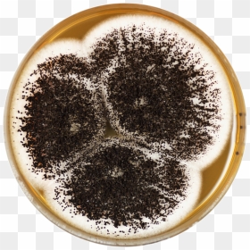 Aspergillus Ibericus Meaox - Asperilus Ibericus, HD Png Download - coffee powder png