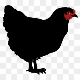 Transparent Background Chicken Silhouettes, HD Png Download - gallo png