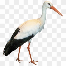 Crane Clipart Stork Bird - Stork Png, Transparent Png - flappy bird background png