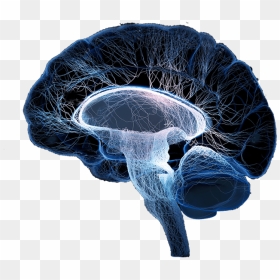Cerebro , Png Download - Health, Transparent Png - cerebro png
