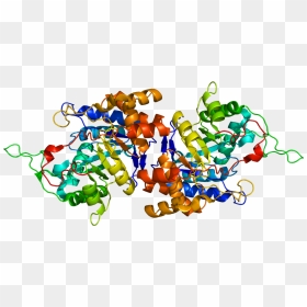 Protein Akr1c1 Pdb 1ihi - Akr1c1, HD Png Download - perfect png