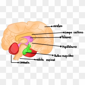 Cerebro - Traumatismo Craneoencefalico Cuidados De Enfermeria, HD Png Download - cerebro png