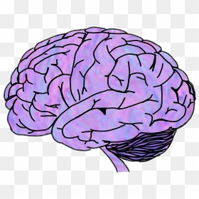 #cerebro - Brain Png Transparent, Png Download - cerebro png