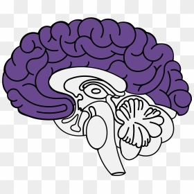 Ansiedad Cerebro , Png Download - Limbic System Transparent, Png Download - cerebro png