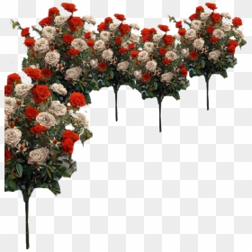 Garden Roses, Png Download - Garden Roses, Transparent Png - img_tree.png