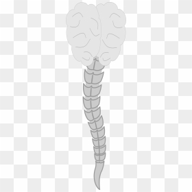 Cerebro Clip Arts - Logo Columna Vertebral Y Cerebro, HD Png Download - cerebro png