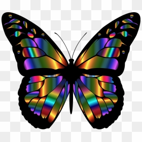Borboletas Amp Joaninhas E Etc - Colorful Butterfly, HD Png Download - borboletas png