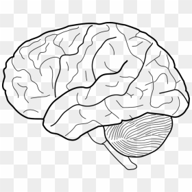 Human Brain Line Drawing, HD Png Download - cerebro png