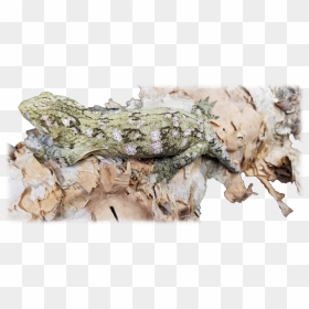 Lacerta, HD Png Download - dos equis png
