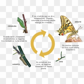 Borboleta Ciclo Da Vida, HD Png Download - borboletas png