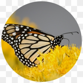 Nature Placeholder - Butterfly In The Flower, HD Png Download - placeholder png