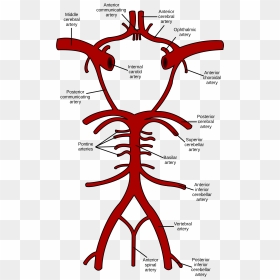 Circle Of Willis, HD Png Download - cerebro png