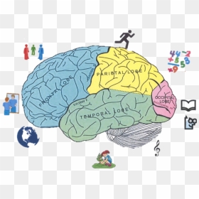 Design Of The Brain, HD Png Download - cerebro png