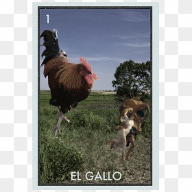 Dog Catches Something, HD Png Download - gallo png