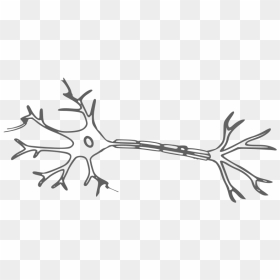 Neuron - Neuron Clipart, HD Png Download - cerebro png
