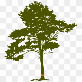 Pine Tree Root - Black Pine Tree With Roots, HD Png Download - tall pine tree png