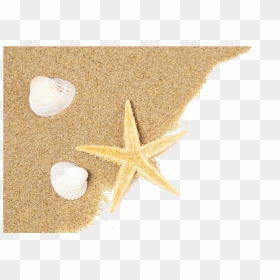 Seashell Starfish Png , Png Download - Starfish And Shells Png, Transparent Png - starfish.png