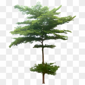 Madagascar Almond Png, Transparent Png - tall pine tree png