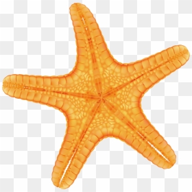 Hand Painted Yellow Starfish Png Download, Transparent Png - starfish.png
