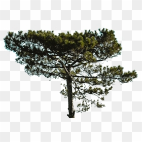 Big Tree Pine Png, Transparent Png - tall pine tree png